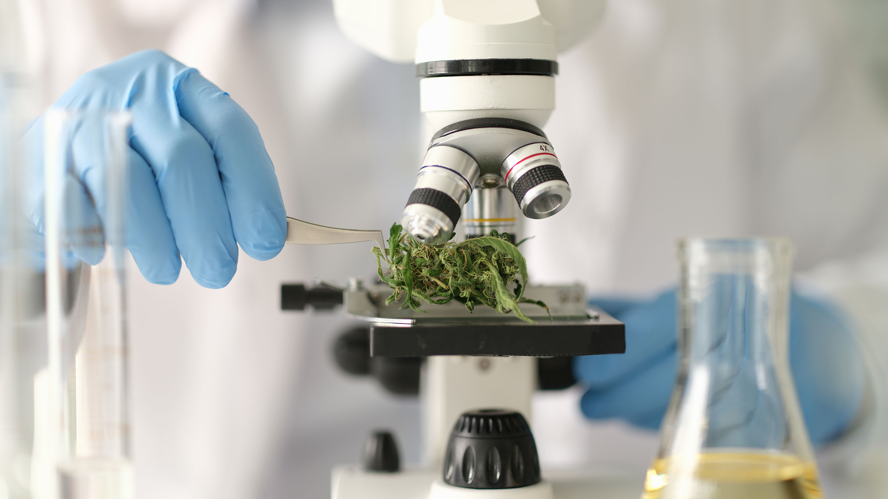 Medical cannabis production at Agro Medical Germany in Germany