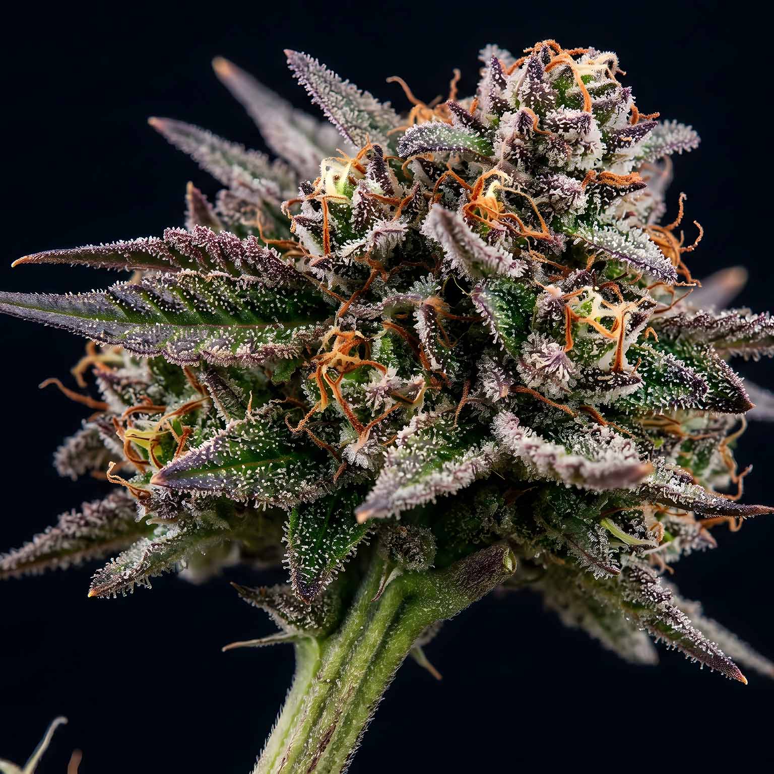 Quality-controlled processing of medical cannabis
